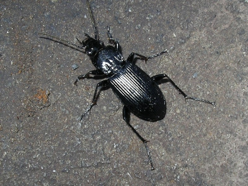 Carabidae da identificare: Pterostichus niger